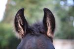 Verdi's Ears